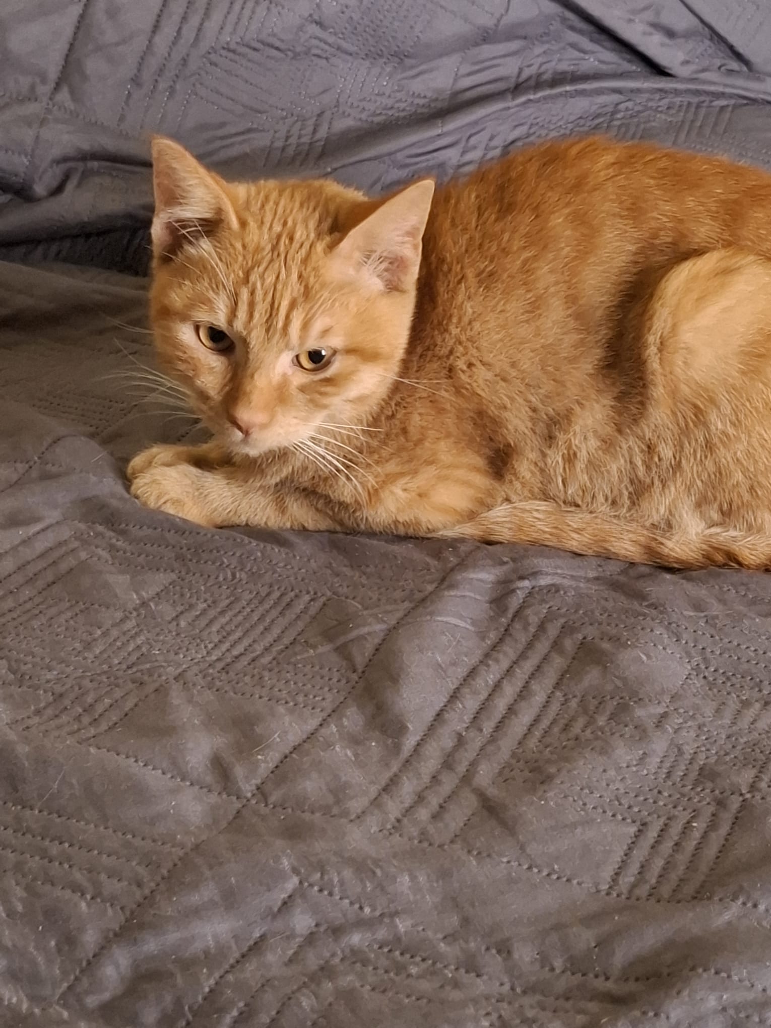 Gatto 3